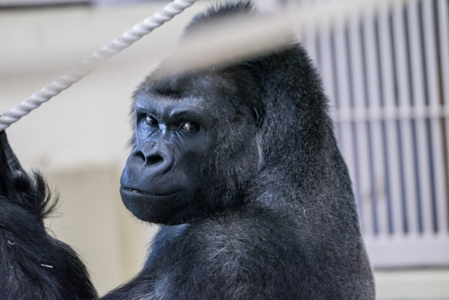 東山動物園のシャバーニ